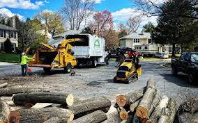 How Our Tree Care Process Works  in  La Grange, KY